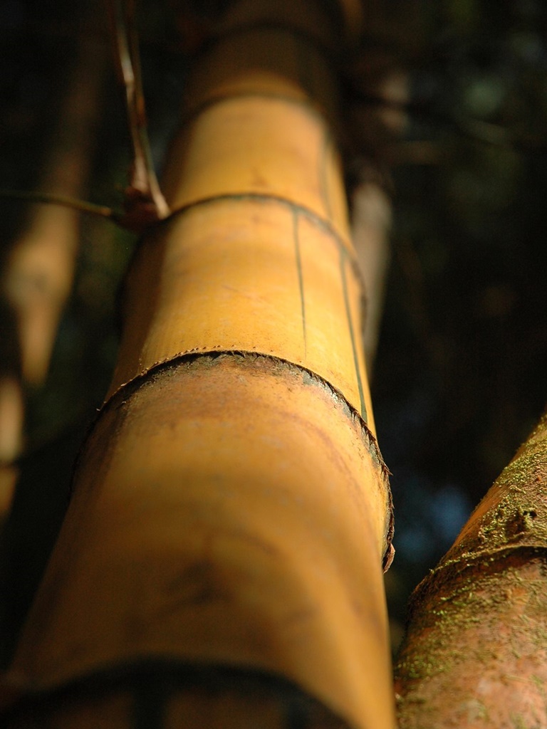 263   Bambus W Okolicach Rio Dulce, Gwatemala